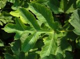 Heracleum dissectum