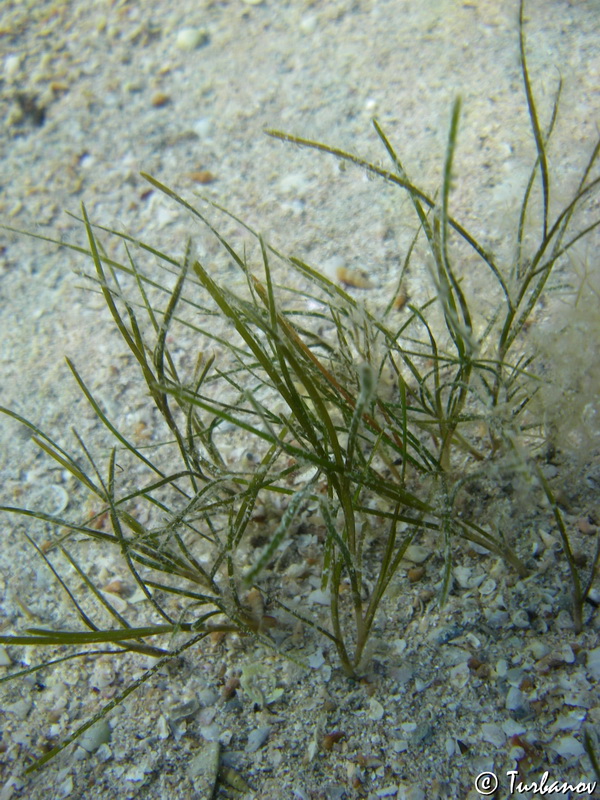 Изображение особи Zostera noltei.