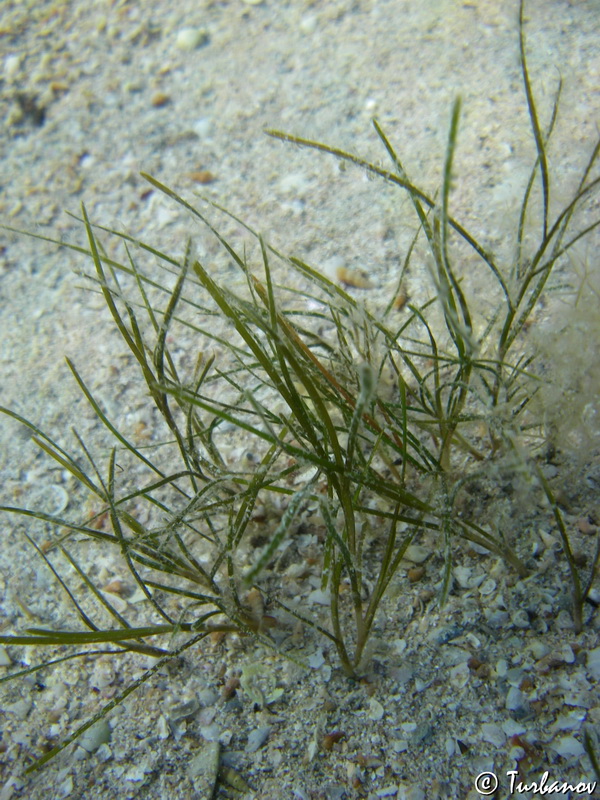 Image of Zostera noltei specimen.