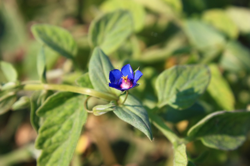 Image of Anagallis arvensis specimen.