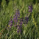 Salvia stepposa. Верхушка цветущего растения. Белгородская обл., окр. пос. Борисовка, Острасьев Яр, степь. 30.06.2009.