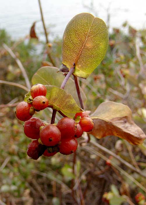 Изображение особи Lonicera etrusca.