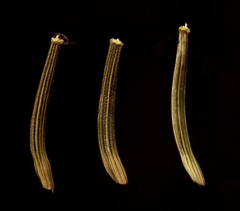 Image of Scorzonera purpurea specimen.