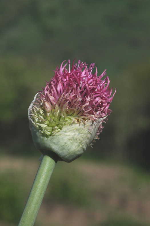 Image of Allium fetisowii specimen.