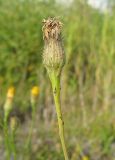 Scorzoneroides autumnalis. Отцветшая корзинка (форма с густо опушёнными листочками обёртки). Томск, железнодорожная насыпь. 10.08.2009.