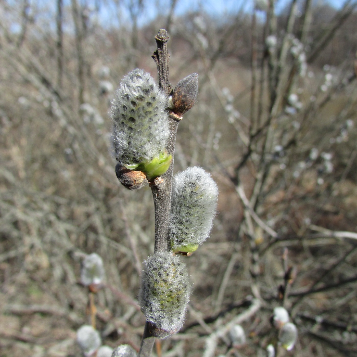 Image of Salix cinerea specimen.