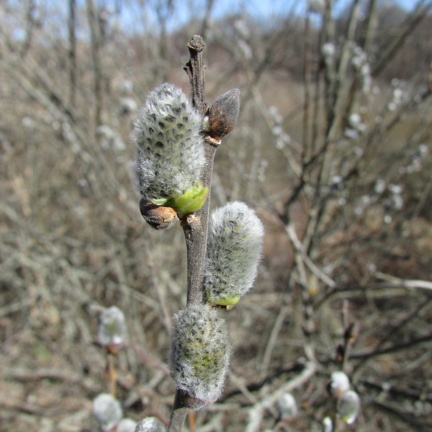 Изображение особи Salix cinerea.