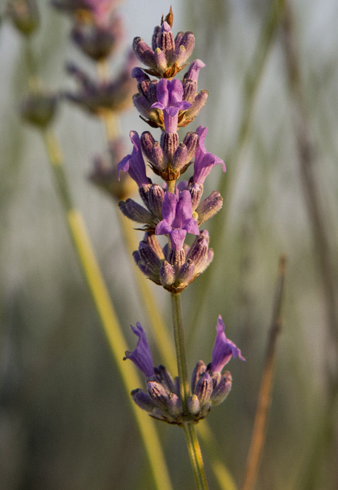 Image of Lavandula angustifolia specimen.