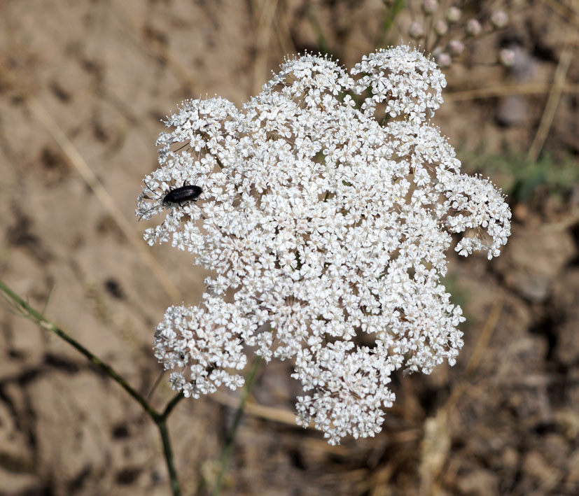 Image of Hyalolaena bupleuroides specimen.