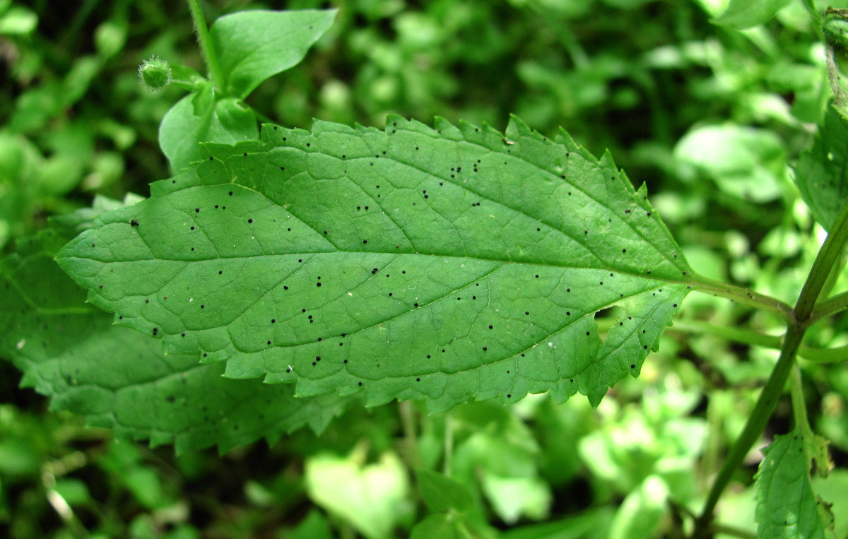 Изображение особи Scrophularia nodosa.