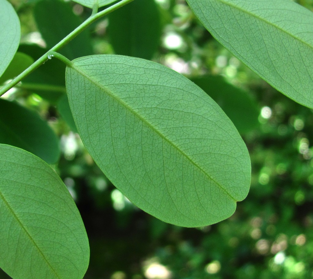 Image of Dalbergia hupeana specimen.