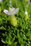 Silene acaulis