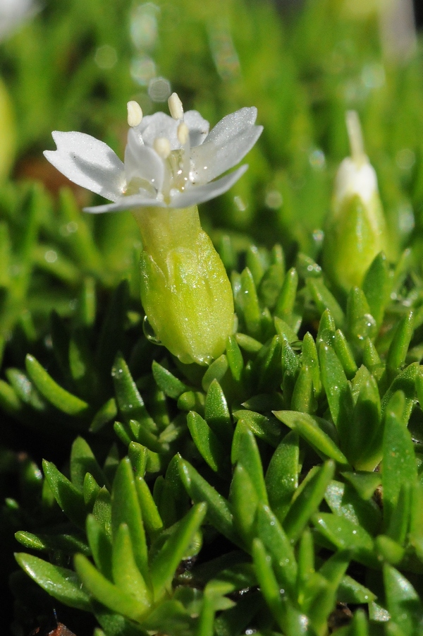 Изображение особи Silene acaulis.