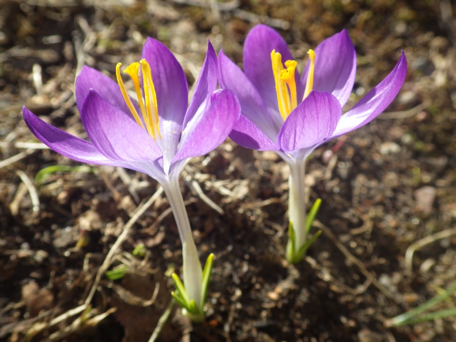 Изображение особи Crocus tommasinianus.