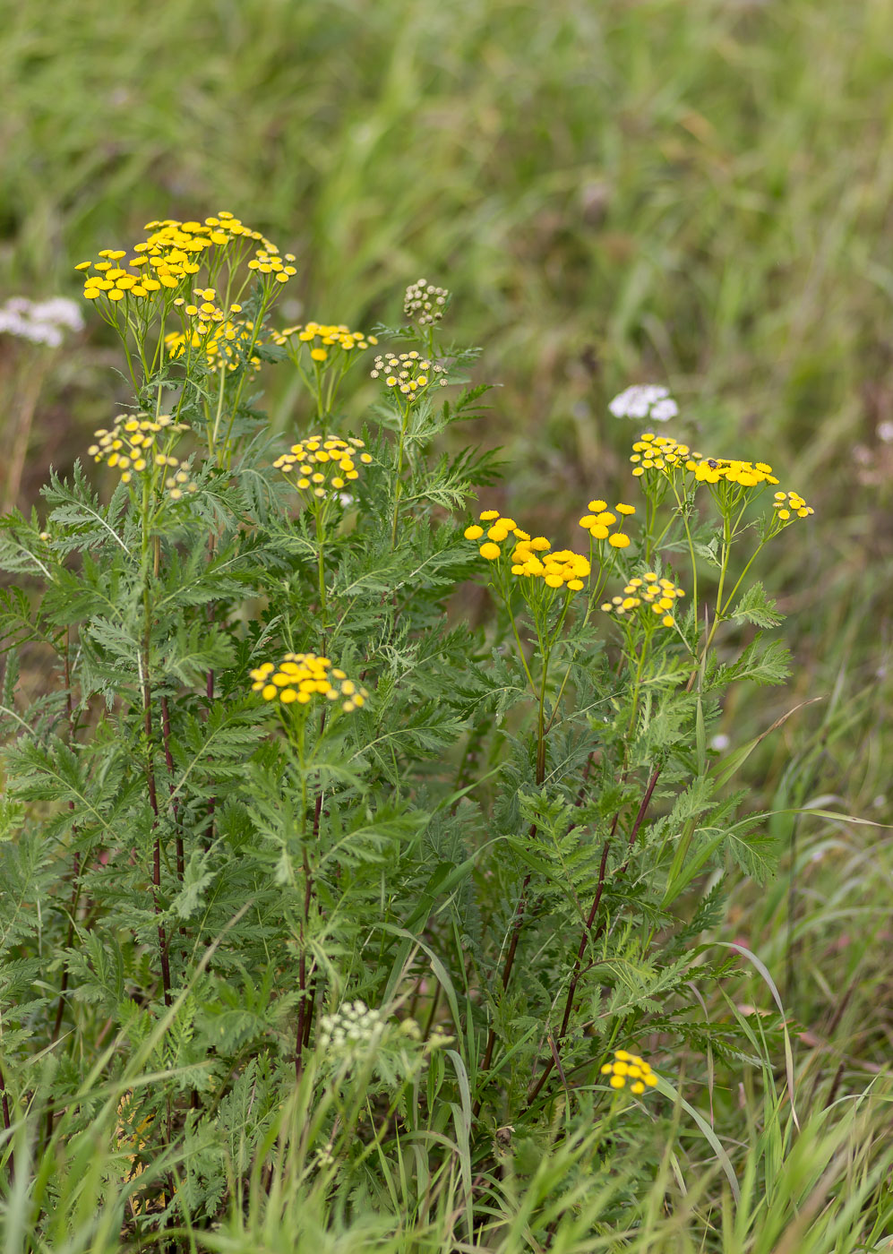 Изображение особи Tanacetum vulgare.