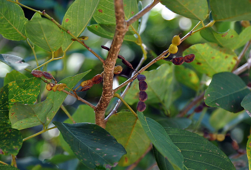 Image of Dendrolobium umbellatum specimen.