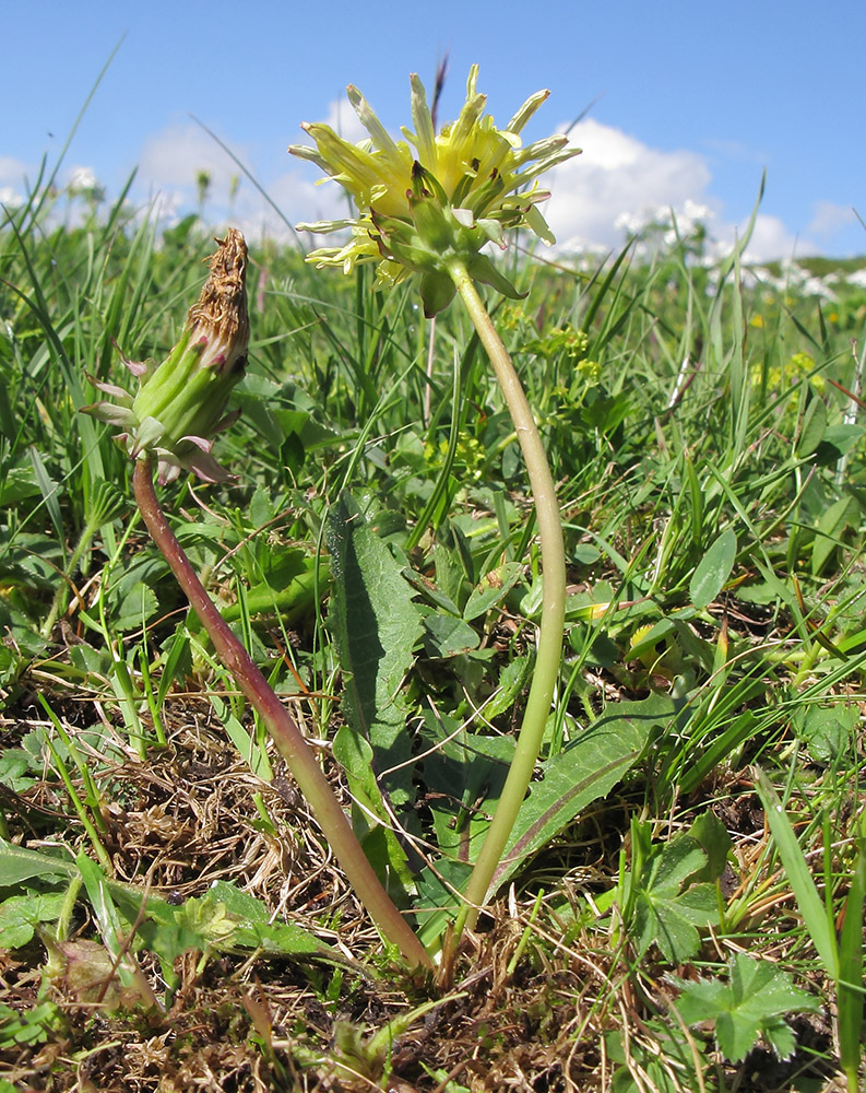 Изображение особи Taraxacum confusum.