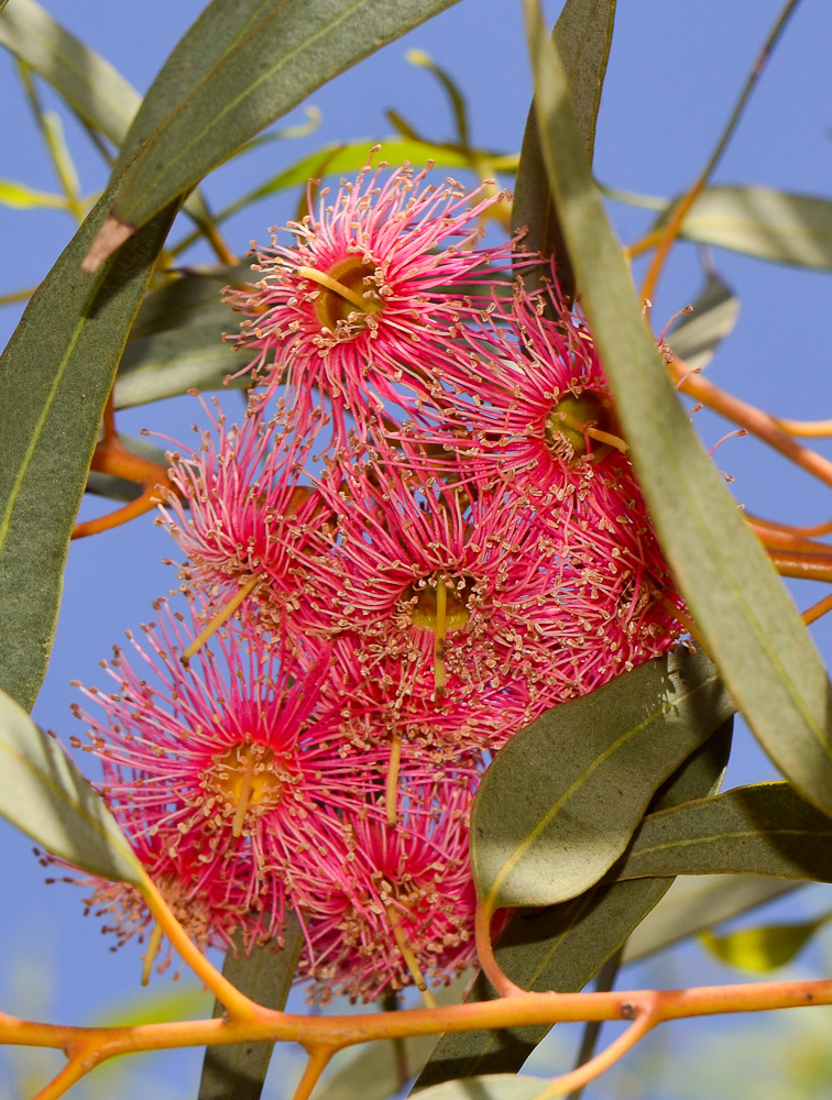 Изображение особи Eucalyptus torquata.