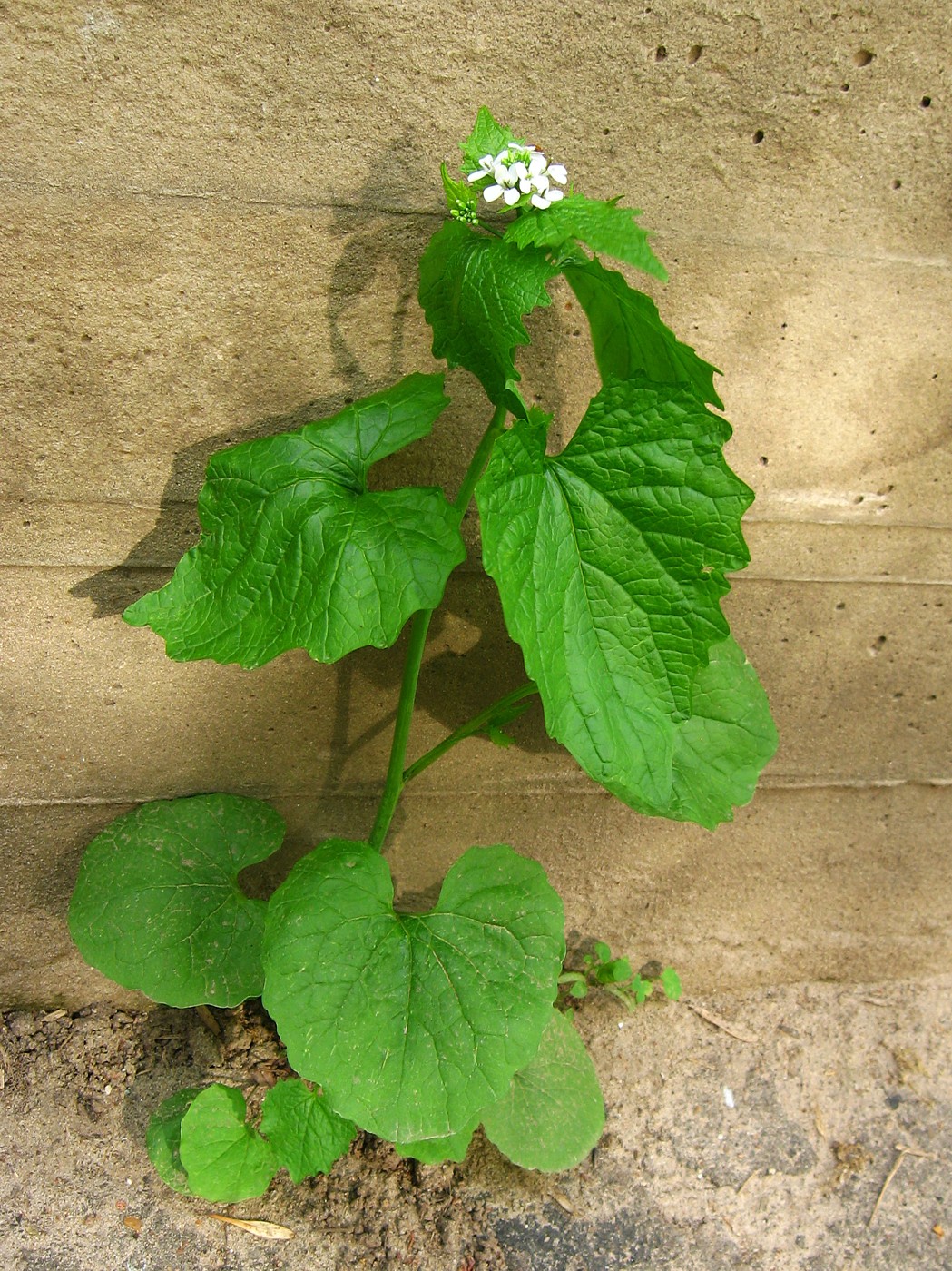 Image of Alliaria petiolata specimen.