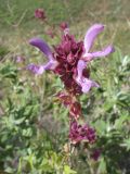 Salvia canariensis. Верхушка соцветия. Испания, Канарские о-ва, Гран Канария, муниципалитет Agüimes, ущелье Barranco de Guayadeque. 26 февраля 2010 г.