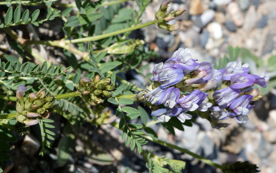 Изображение особи Astragalus tibetanus.