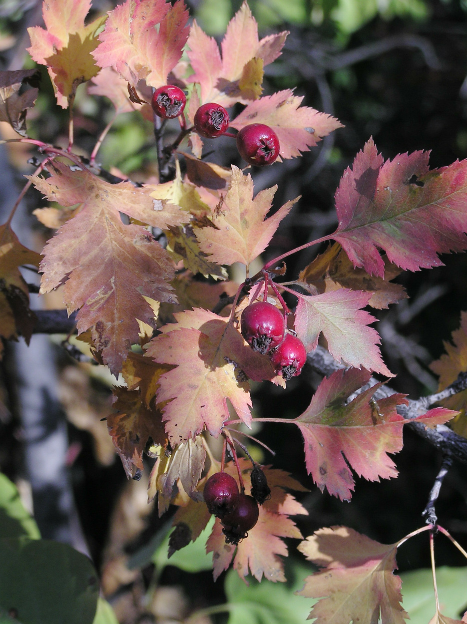 Image of Crataegus volgensis specimen.