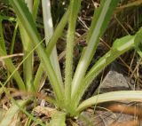 Dipsacus dipsacoides