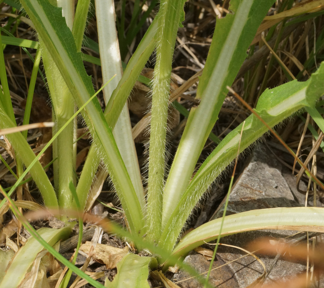 Image of Dipsacus dipsacoides specimen.