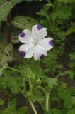 Nemophila maculata