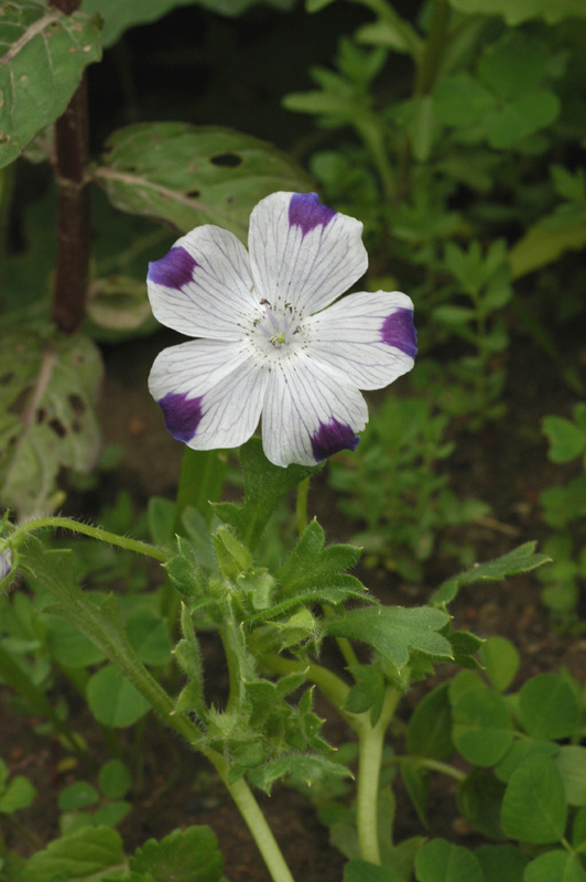 Изображение особи Nemophila maculata.