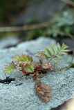 Potentilla orientalis. Вегетирующее растение. Южный Казахстан, Сырдарьинский Каратау, р-н перевала Куюк. 21.03.2015.