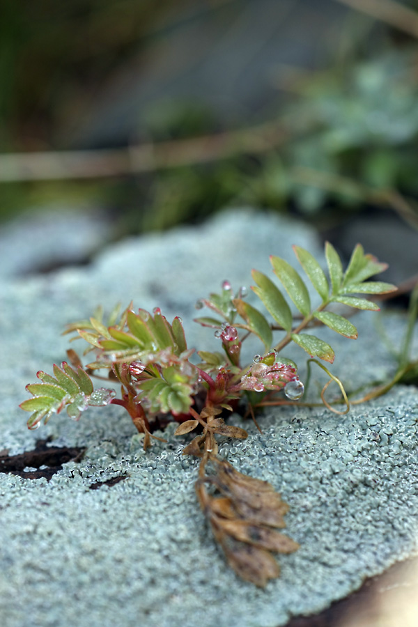 Изображение особи Potentilla orientalis.