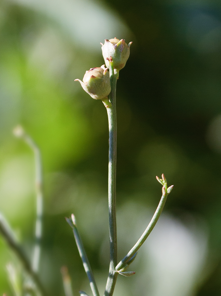 Изображение особи Dodartia orientalis.