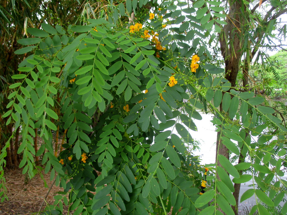 Image of Tipuana tipu specimen.