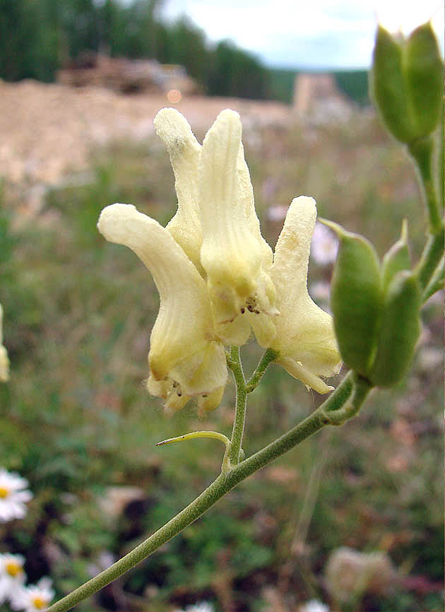 Изображение особи Aconitum barbatum.