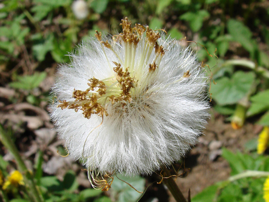 Image of Tussilago farfara specimen.