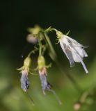 Adenophora liliifolia. Завязи и цветок (часть венчика удалена). Казахстан, Восточно-Казахстанская обл., Глубоковский р-н, окр. с. Кожохово, осиновый колок в глубоком овраге. 21.08.2015.