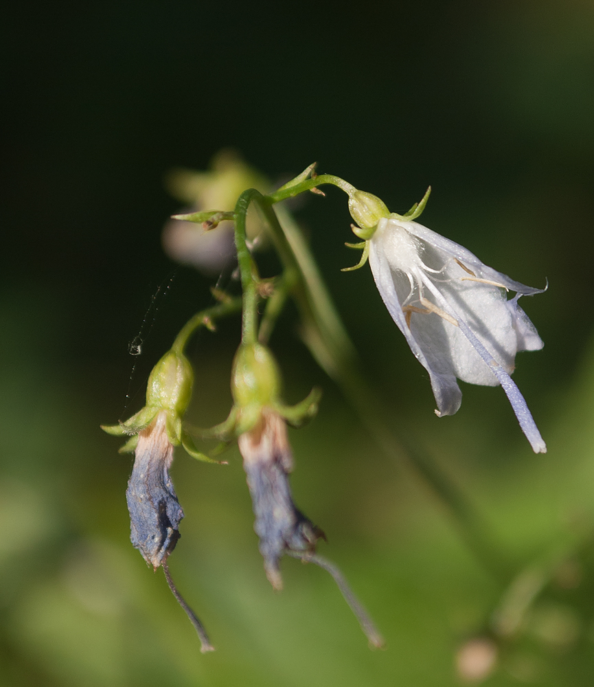 Image of Adenophora liliifolia specimen.