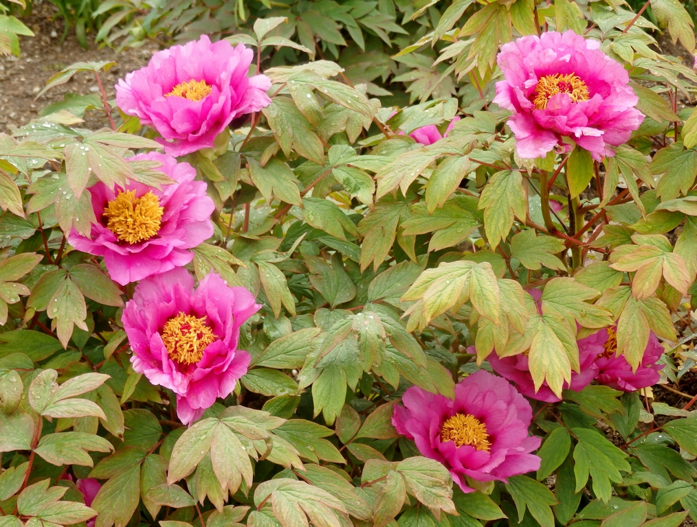 Image of Paeonia suffruticosa specimen.