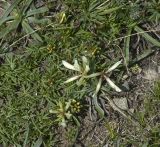 Trifolium polyphyllum. Цветущее и вегетирующие растения. Кабардино-Балкария, Эльбрусский р-н, гора Чегет, окр. метеостанции, 2800 м н.у.м, альпийский луг. 8 июля 2009 г.