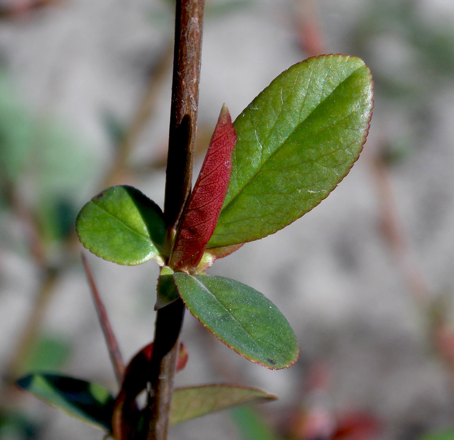 Image of Chaenomeles speciosa specimen.