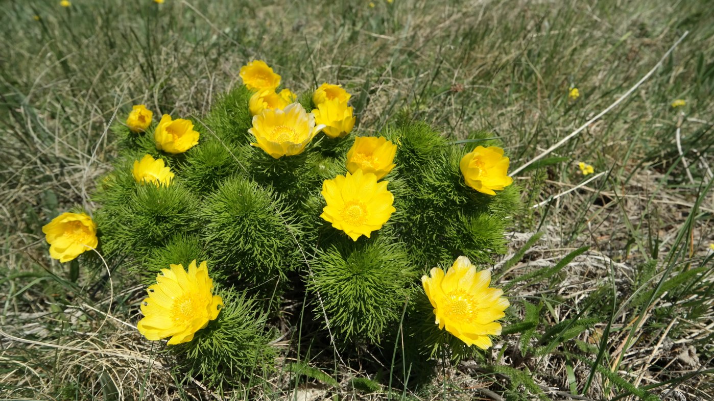 Изображение особи Adonis vernalis.