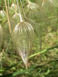 Tragopogon porrifolius. Плоды-семянки с перистыми паппусами. Испания, автономное сообщество Каталония, провинция Жирона, комарка Баш Эмпорда, муниципалитет Калонже, заброшенный сад. 15.05.2016.