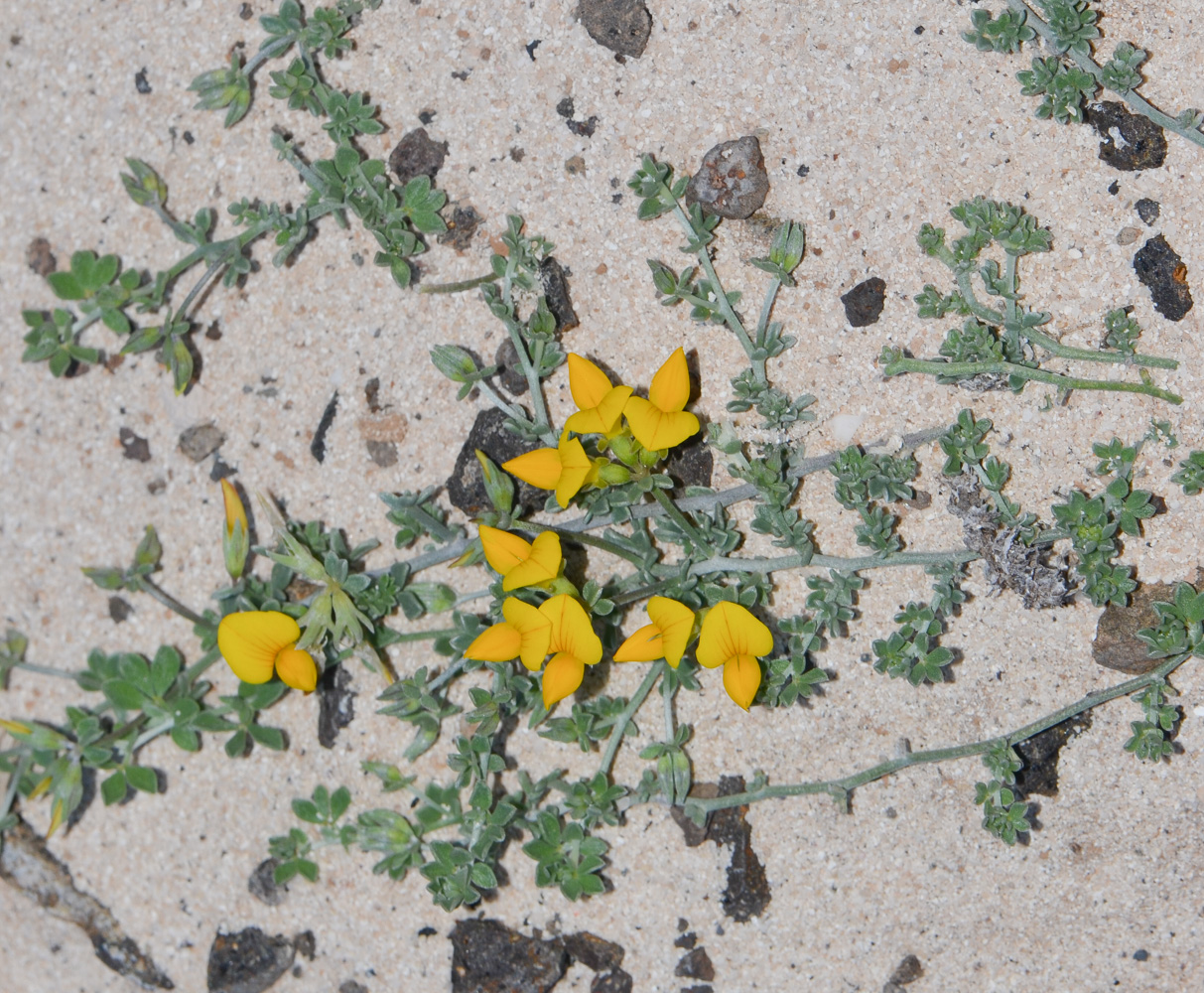 Image of Lotus lancerottensis specimen.