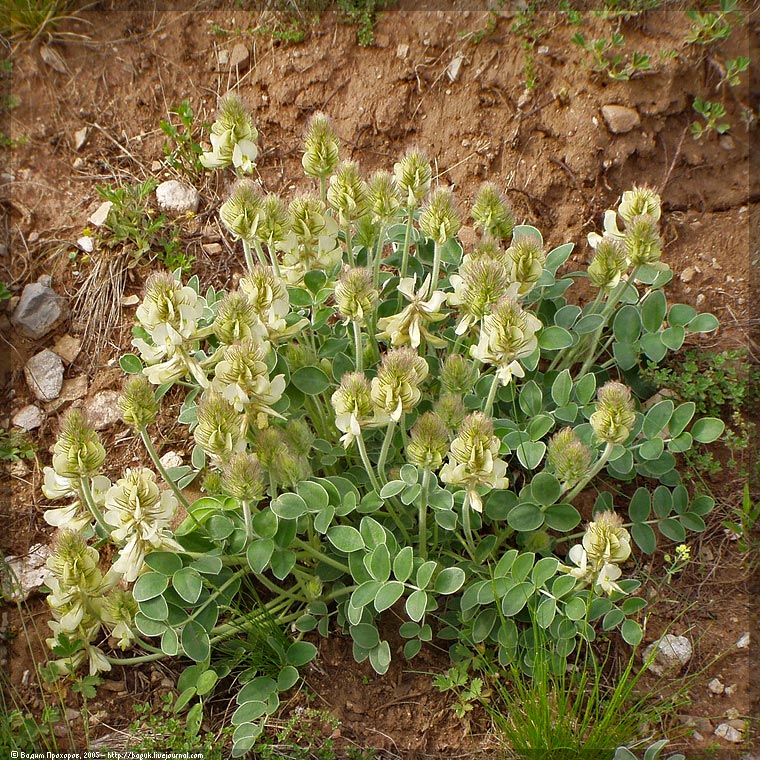 Изображение особи Hedysarum grandiflorum.