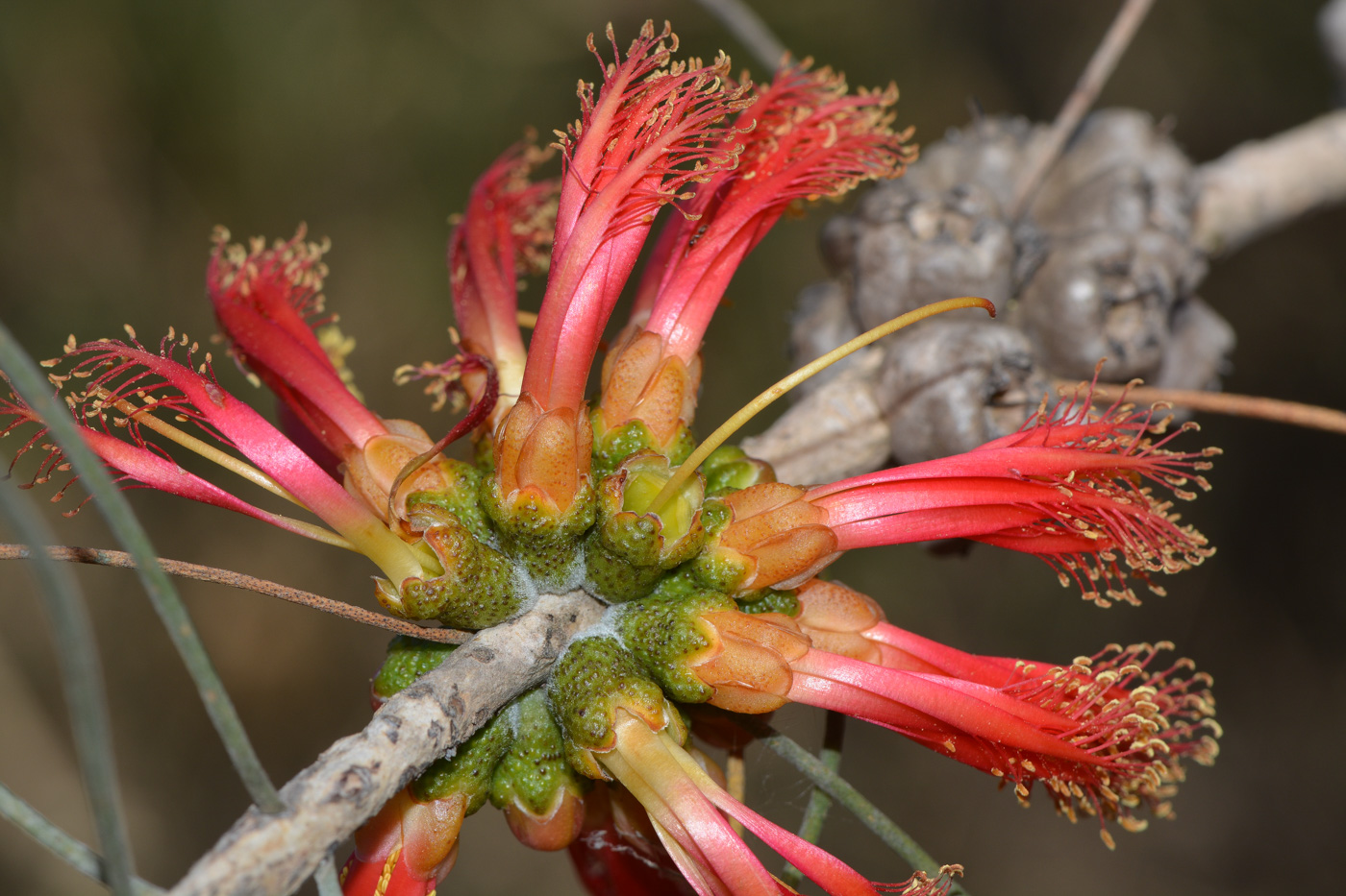 Image of Calothamnus gilesii specimen.