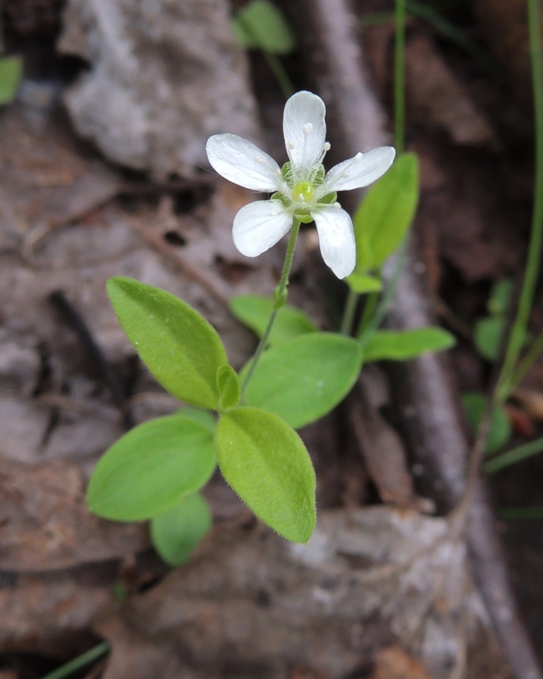 Image of Moehringia lateriflora specimen.