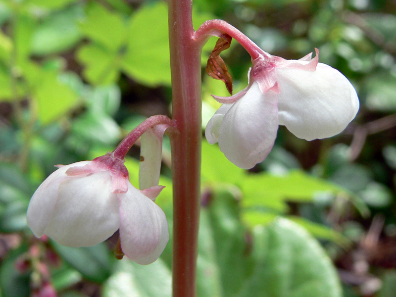 Изображение особи Pyrola rotundifolia.