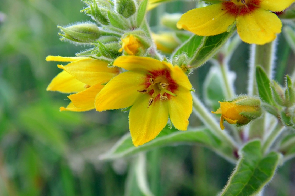 Изображение особи Lysimachia verticillaris.