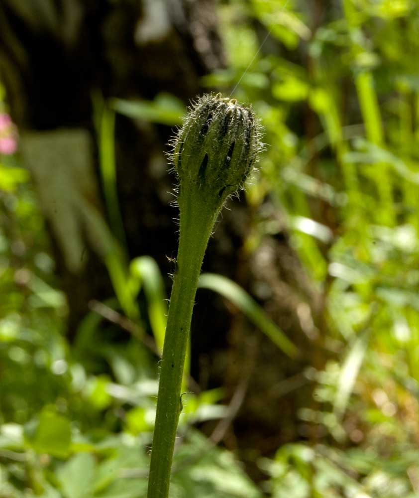 Изображение особи Trommsdorffia maculata.